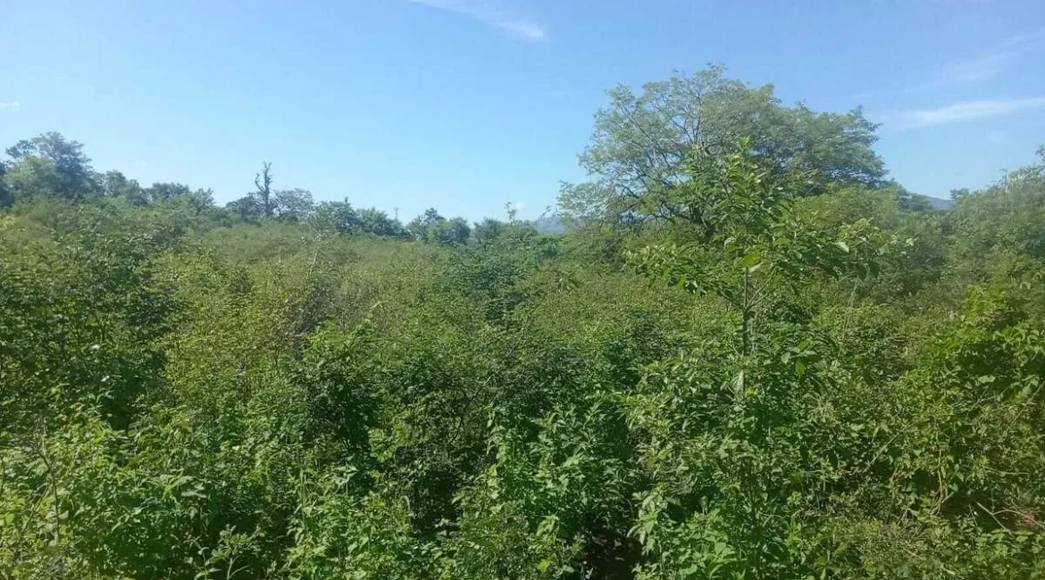 ORATORIO / Km.92 Carretera Salvador Ideal para hacer bodegas o lotificar